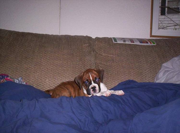 Couch