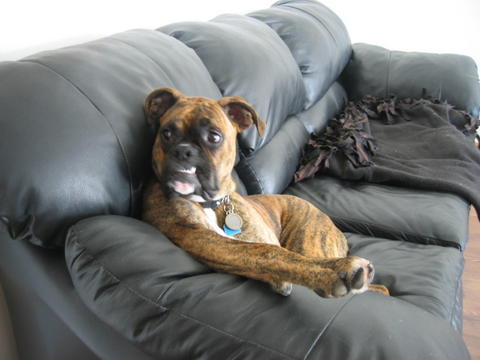 Couch5