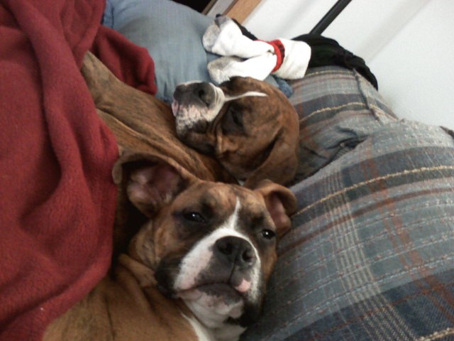 couch9