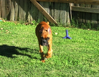 Cougar or Boxer?