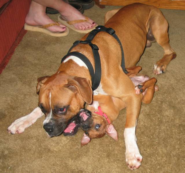 Count, hurry up she is starting to bite me!