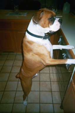 Counter Cruising Seamus!