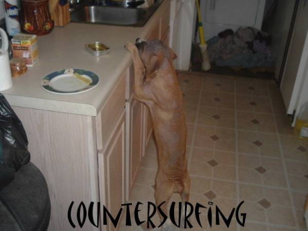 countersurfing