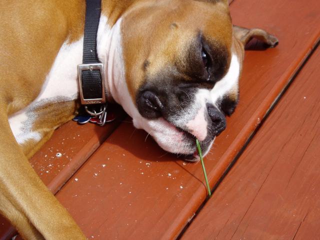 Country Dog