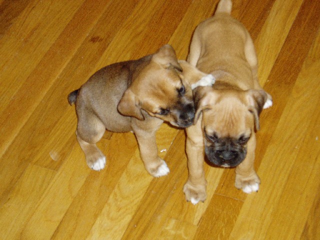 Cousins