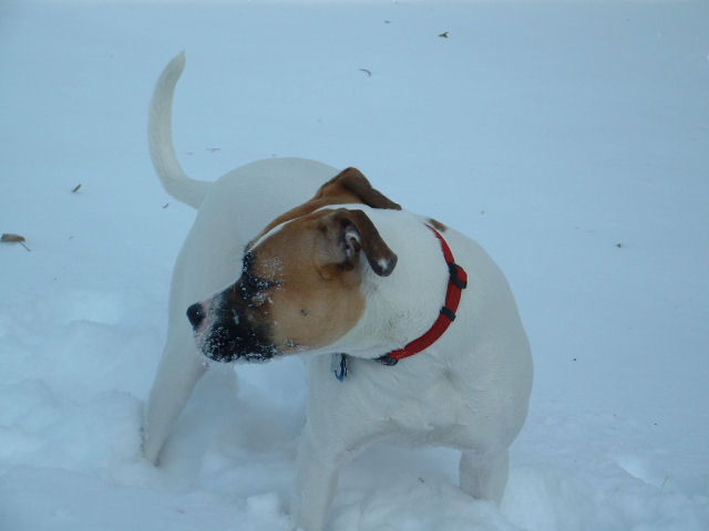 Covered In Snow