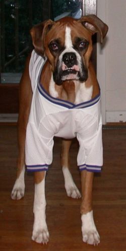 Cowboy's New Mascot?