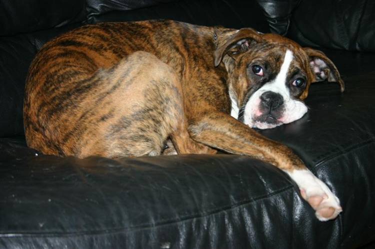 Cozy on the Couch