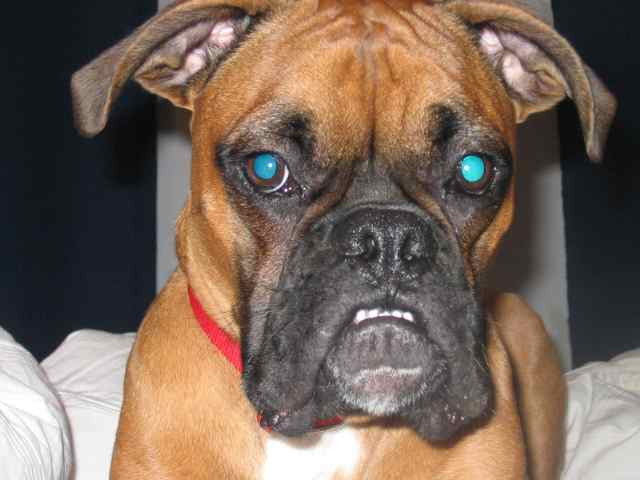 Crabby Dog