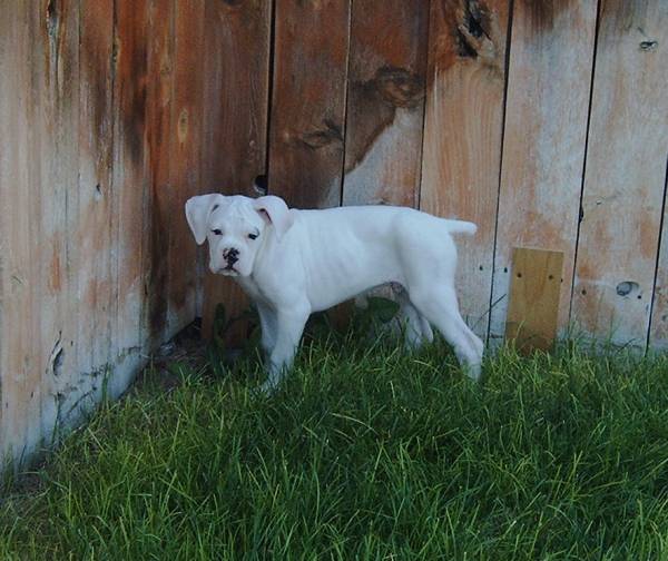 Cracker at 10 weeks