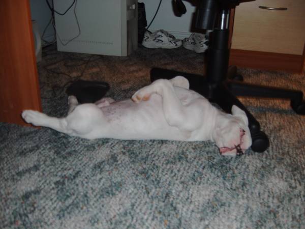 Cracker sleeping