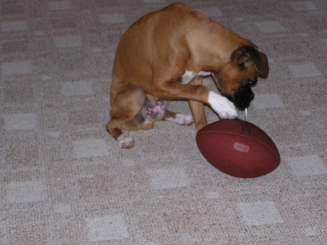 Crash eating his football