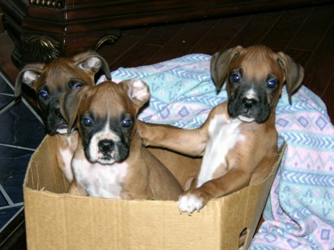 Crate Brothers
