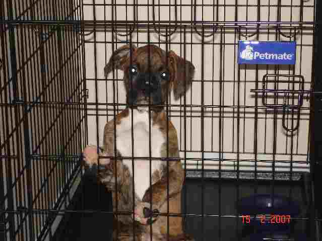 Crate Training