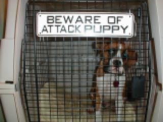 Crated Pup