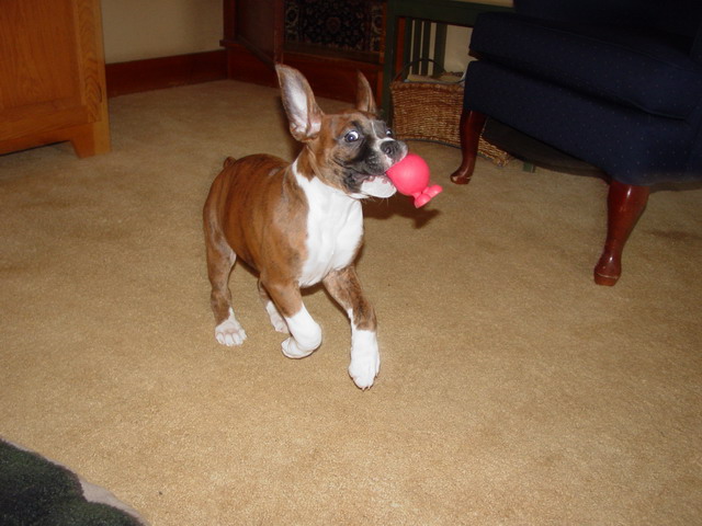 Crazy ball