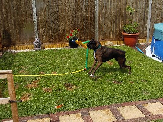 Crazy daisy fun