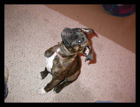 Crazy Dog