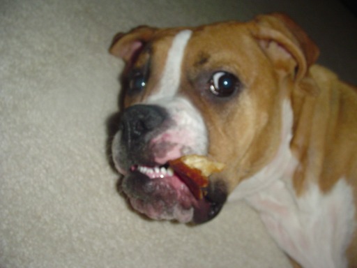Crazy Dog