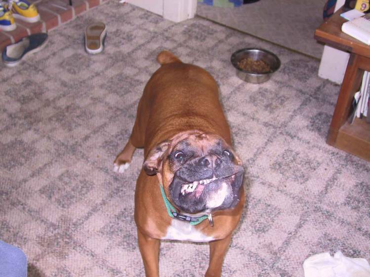 Crazy Dog