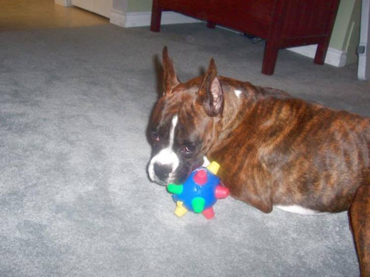 crazy dog
