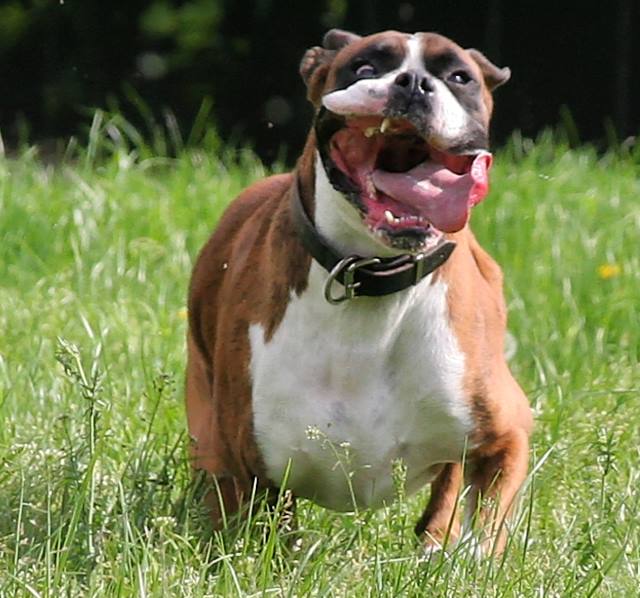 Crazy dog