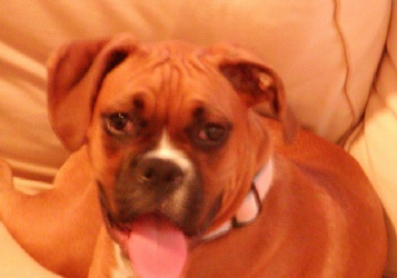crazy dog