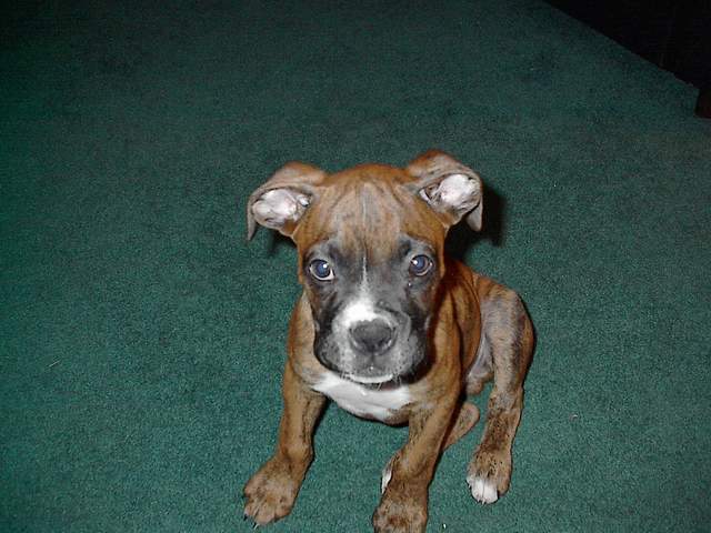 Crazy Ears