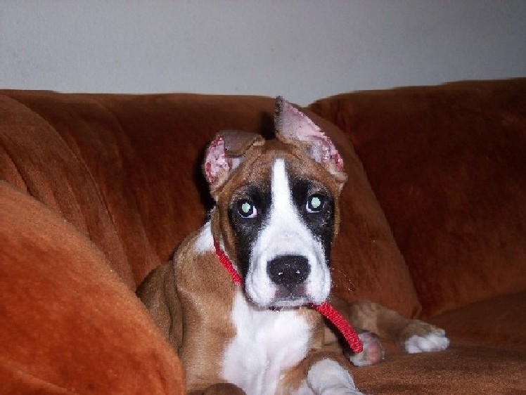 Crazy Ears