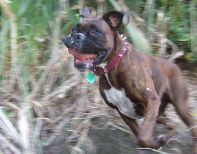 Crazy Lily