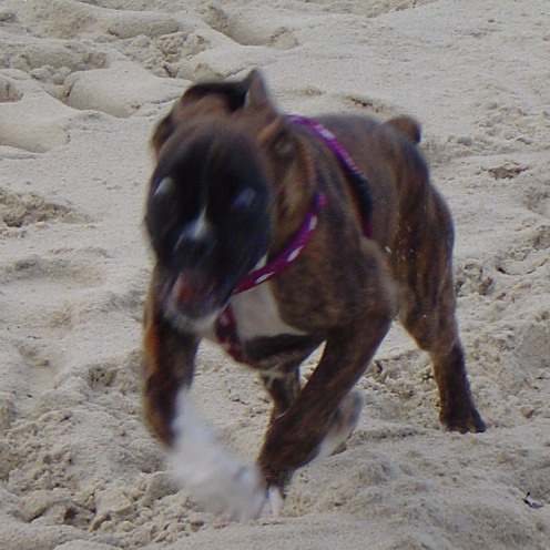 crazy puppy