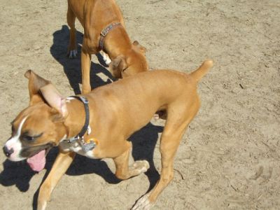 Crazy Puppy
