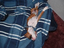 Crazy sleeper