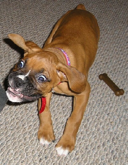 Crazy Zoey!