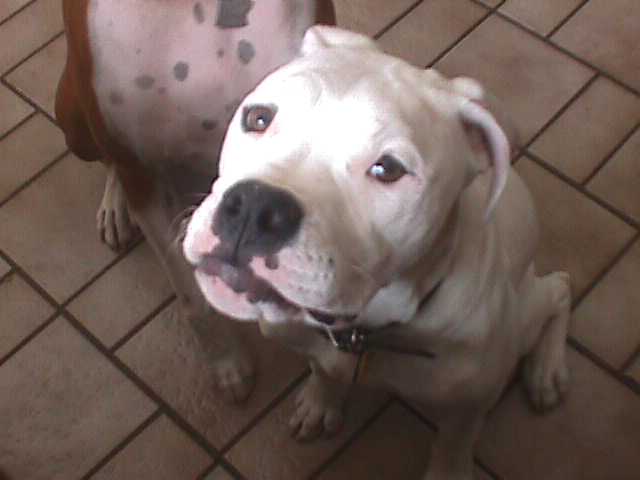 Crazy_Daisy