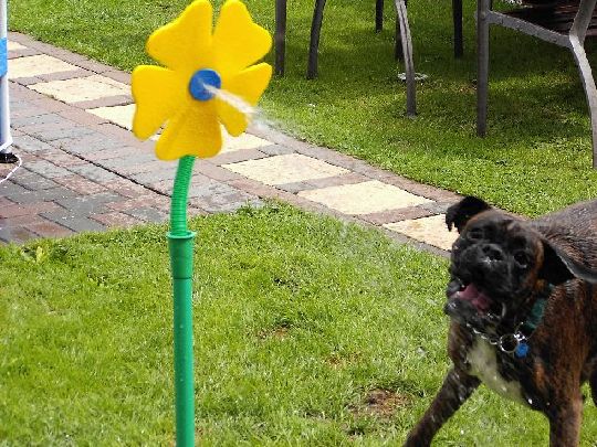 crazy_daisy_gotta_ya