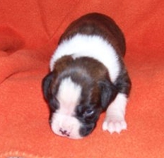 Cricket 3 weeks old