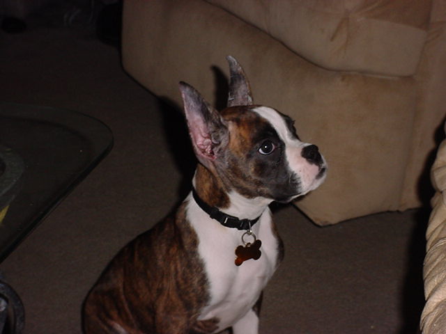 Cricket actually sitting still