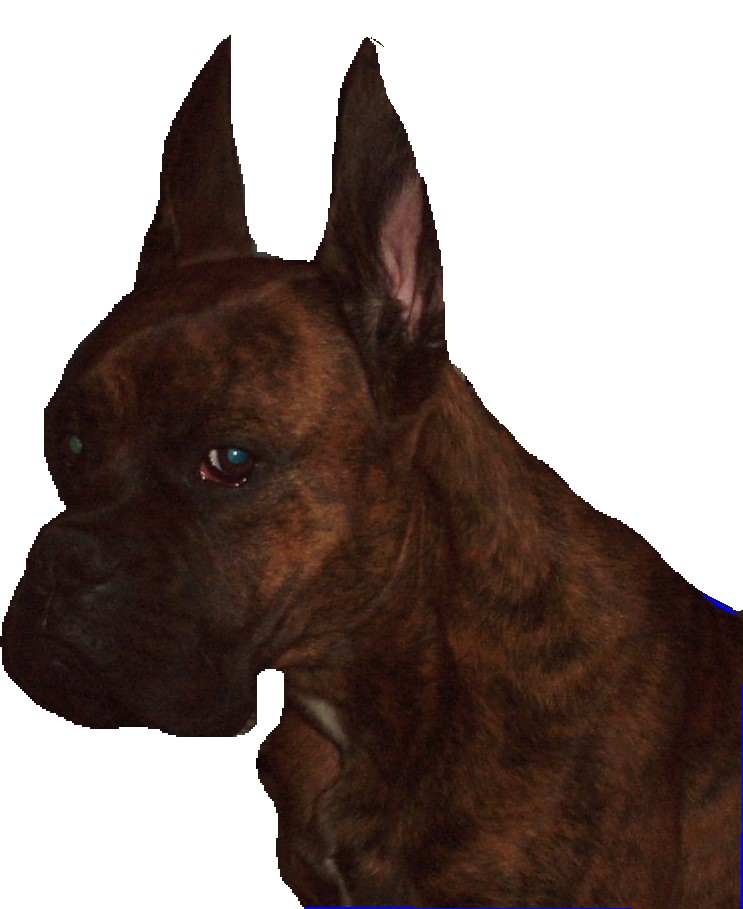 cropped ears