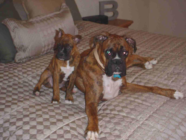 Cuatro and Scout