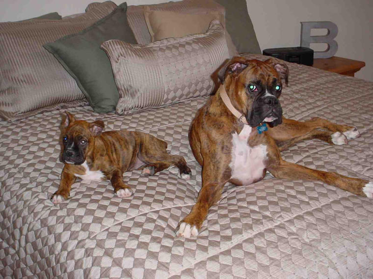 Cuatro and Scout