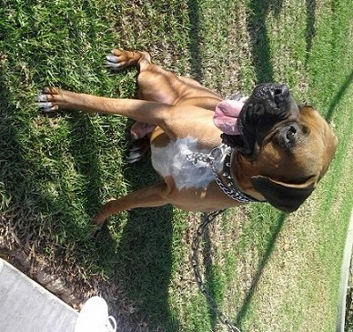 cuddi chillin after the dog park