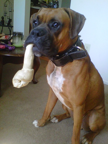 cuddi loves his bone