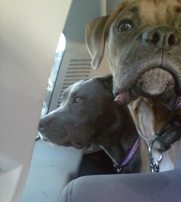 cuddi & sophie car ride!