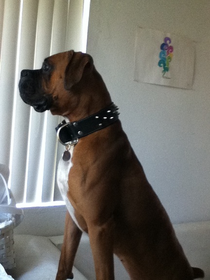 cuddidog