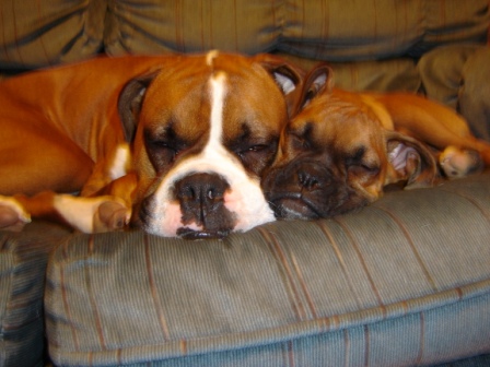 Cuddle Buddies