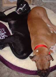 cuddle bugs