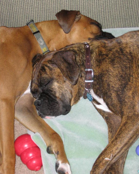 Cuddle Bugs