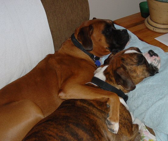 Cuddle Pups
