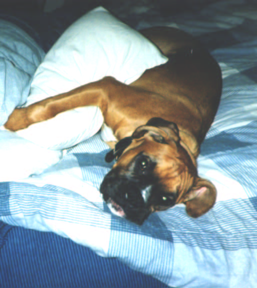 cuddle